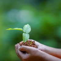 hands, soil, plant-5618237.jpg